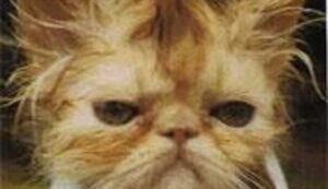 Юмор: Власть в Украине в кошачьих картинках