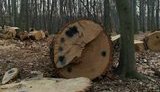 По факту вырубки 17 вековых дубов в Голосеевском парке открыто уголовное производство, - прокуратура Киева. ФОТО