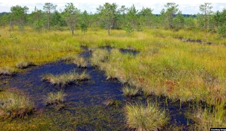 Латвія відновлює болота для природного захисту кордонів з Росією та Білоруссю