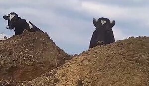 Две коровы пришли на передовую позицию бойцов ВСУ: "Бегите отсюда, коровки, потому что эти московские ушлепки вас убьют". ВИДЕО