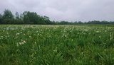 У межах послаблення карантинних заходів на Закарпатті відкрили біосферний заповідник "Долина нарцисів"