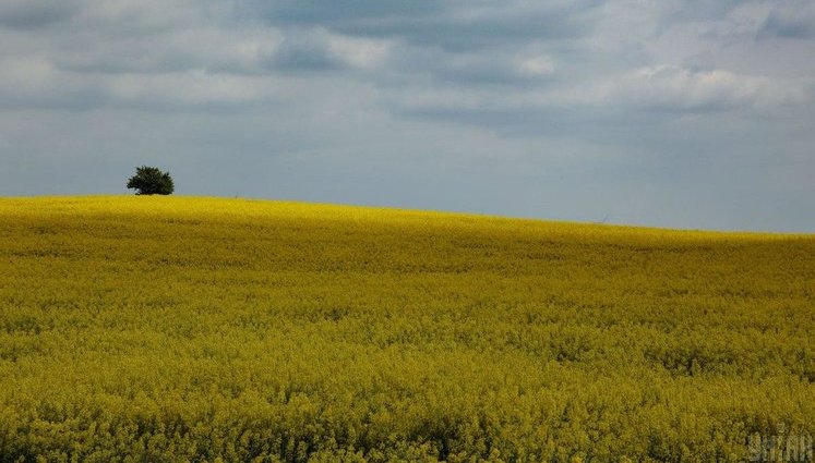 Витрати українських аграріїв на польові роботи зростуть цьогоріч на 5-10%