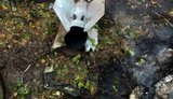 Російські дрони та авіабомби випалили понад 42 га українських лісів за тиждень. ФОТО