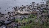 Черговий потопельник у Тисі