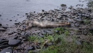 Черговий потопельник у Тисі